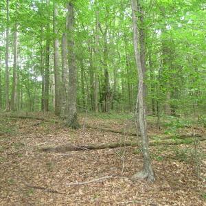 Photo of UNDER CONTRACT!  18 Acres of Hunting and Timber Land For Sale in Gloucester County VA!