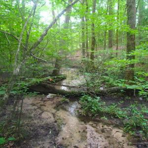 Photo of UNDER CONTRACT!  18 Acres of Hunting and Timber Land For Sale in Gloucester County VA!