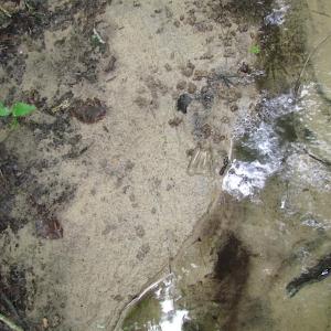 Photo of UNDER CONTRACT!  18 Acres of Hunting and Timber Land For Sale in Gloucester County VA!