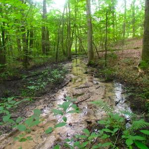 Photo of UNDER CONTRACT!  18 Acres of Hunting and Timber Land For Sale in Gloucester County VA!