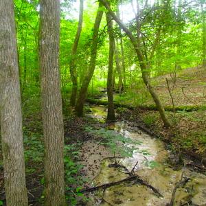Photo of UNDER CONTRACT!  18 Acres of Hunting and Timber Land For Sale in Gloucester County VA!