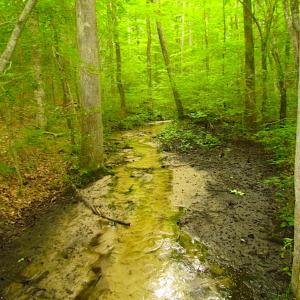 Photo of UNDER CONTRACT!  18 Acres of Hunting and Timber Land For Sale in Gloucester County VA!