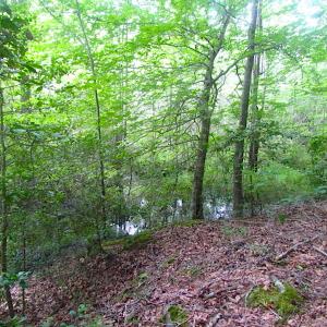 Photo of UNDER CONTRACT!  18 Acres of Hunting and Timber Land For Sale in Gloucester County VA!