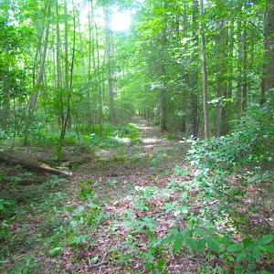Photo of UNDER CONTRACT!  18 Acres of Hunting and Timber Land For Sale in Gloucester County VA!