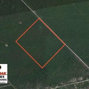Photo of UNDER CONTRACT!  180 Acres of Hunting Land For Sale in Hyde County NC!