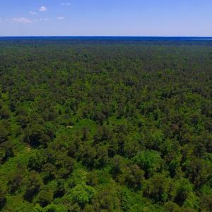 Photo of UNDER CONTRACT!  180 Acres of Hunting Land For Sale in Hyde County NC!