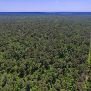 Photo of UNDER CONTRACT!  180 Acres of Hunting Land For Sale in Hyde County NC!