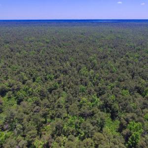 Photo of UNDER CONTRACT!  180 Acres of Hunting Land For Sale in Hyde County NC!
