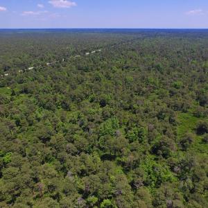 Photo of UNDER CONTRACT!  180 Acres of Hunting Land For Sale in Hyde County NC!