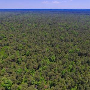 Photo of UNDER CONTRACT!  180 Acres of Hunting Land For Sale in Hyde County NC!
