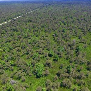 Photo of UNDER CONTRACT!  180 Acres of Hunting Land For Sale in Hyde County NC!