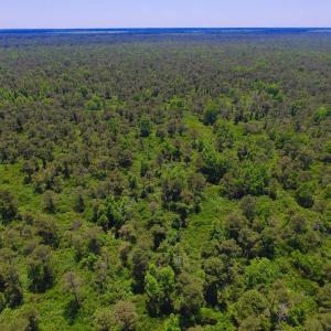 Photo of UNDER CONTRACT!  180 Acres of Hunting Land For Sale in Hyde County NC!
