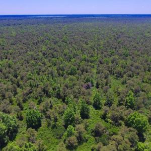 Photo of UNDER CONTRACT!  180 Acres of Hunting Land For Sale in Hyde County NC!