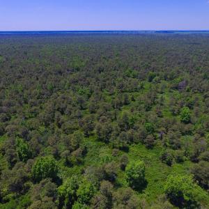 Photo of UNDER CONTRACT!  180 Acres of Hunting Land For Sale in Hyde County NC!