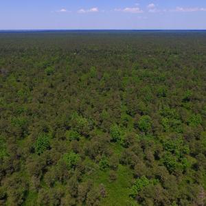 Photo of UNDER CONTRACT!  180 Acres of Hunting Land For Sale in Hyde County NC!