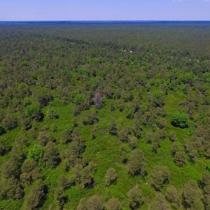 Photo of UNDER CONTRACT!  180 Acres of Hunting Land For Sale in Hyde County NC!