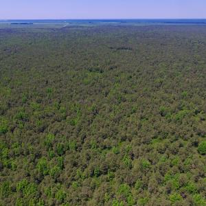 Photo of UNDER CONTRACT!  180 Acres of Hunting Land For Sale in Hyde County NC!