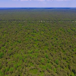 Photo of UNDER CONTRACT!  180 Acres of Hunting Land For Sale in Hyde County NC!