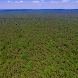 Photo of UNDER CONTRACT!  180 Acres of Hunting Land For Sale in Hyde County NC!