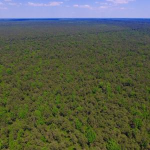 Photo of UNDER CONTRACT!  180 Acres of Hunting Land For Sale in Hyde County NC!