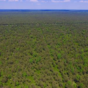 Photo of UNDER CONTRACT!  180 Acres of Hunting Land For Sale in Hyde County NC!