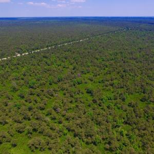 Photo of UNDER CONTRACT!  180 Acres of Hunting Land For Sale in Hyde County NC!