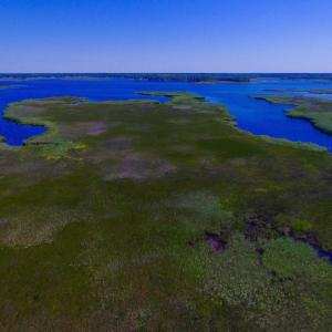 Photo of UNDER CONTRACT!  547 ac Waterfront Hunting Land For Sale in Beaufort County NC!