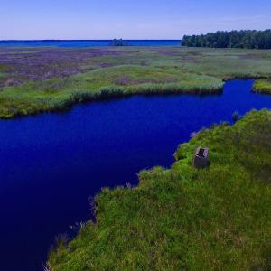 Photo of UNDER CONTRACT!  547 ac Waterfront Hunting Land For Sale in Beaufort County NC!