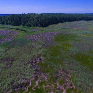 Photo of UNDER CONTRACT!  547 ac Waterfront Hunting Land For Sale in Beaufort County NC!