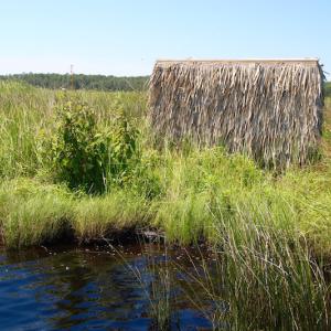 Photo of UNDER CONTRACT!  547 ac Waterfront Hunting Land For Sale in Beaufort County NC!