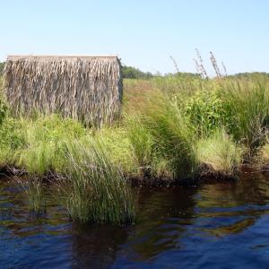 Photo of UNDER CONTRACT!  547 ac Waterfront Hunting Land For Sale in Beaufort County NC!