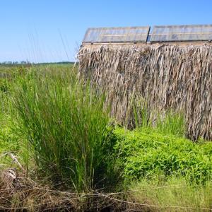 Photo of UNDER CONTRACT!  547 ac Waterfront Hunting Land For Sale in Beaufort County NC!