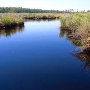 Photo of UNDER CONTRACT!  547 ac Waterfront Hunting Land For Sale in Beaufort County NC!