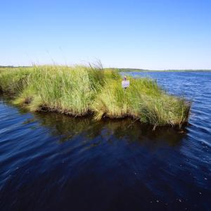 Photo of UNDER CONTRACT!  547 ac Waterfront Hunting Land For Sale in Beaufort County NC!