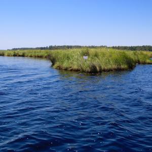 Photo of UNDER CONTRACT!  547 ac Waterfront Hunting Land For Sale in Beaufort County NC!
