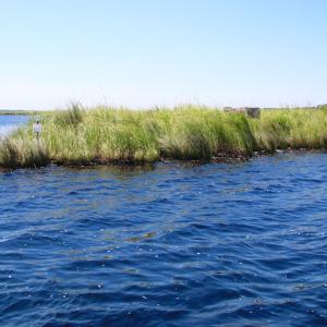 Photo of UNDER CONTRACT!  547 ac Waterfront Hunting Land For Sale in Beaufort County NC!