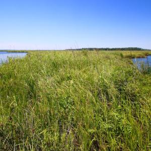 Photo of UNDER CONTRACT!  547 ac Waterfront Hunting Land For Sale in Beaufort County NC!