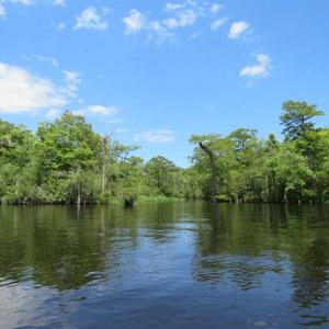 Photo of UNDER CONTRACT!  65 Acres of Hunting and Residential Land For Sale in Horry County SC!