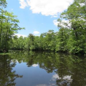 Photo of UNDER CONTRACT!  65 Acres of Hunting and Residential Land For Sale in Horry County SC!