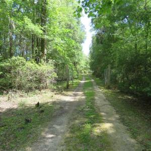 Photo of UNDER CONTRACT!  65 Acres of Hunting and Residential Land For Sale in Horry County SC!