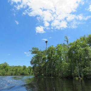 Photo of UNDER CONTRACT!  65 Acres of Hunting and Residential Land For Sale in Horry County SC!