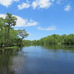 Photo of UNDER CONTRACT!  65 Acres of Hunting and Residential Land For Sale in Horry County SC!