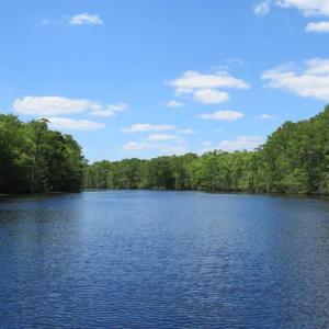 Photo of UNDER CONTRACT!  65 Acres of Hunting and Residential Land For Sale in Horry County SC!