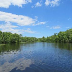 Photo of UNDER CONTRACT!  65 Acres of Hunting and Residential Land For Sale in Horry County SC!