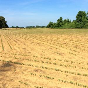 Photo of UNDER CONTRACT!  53.5 Acres of Farm and Timber Land with Building For Sale In Wayne County NC!
