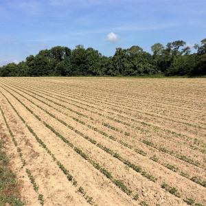 Photo of UNDER CONTRACT!  53.5 Acres of Farm and Timber Land with Building For Sale In Wayne County NC!