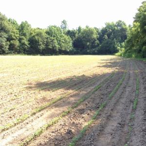 Photo of UNDER CONTRACT!  53.5 Acres of Farm and Timber Land with Building For Sale In Wayne County NC!