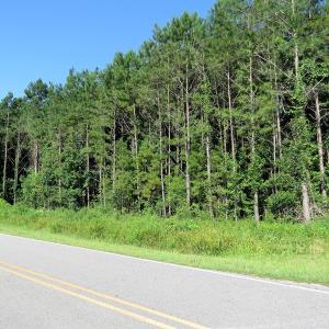 Photo of SOLD!  14 Acres of Hunting Land for Sale in Columbus County NC!