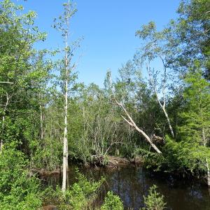 Photo of SOLD!  14 Acres of Hunting Land for Sale in Columbus County NC!