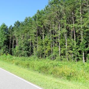 Photo of SOLD!  14 Acres of Hunting Land for Sale in Columbus County NC!